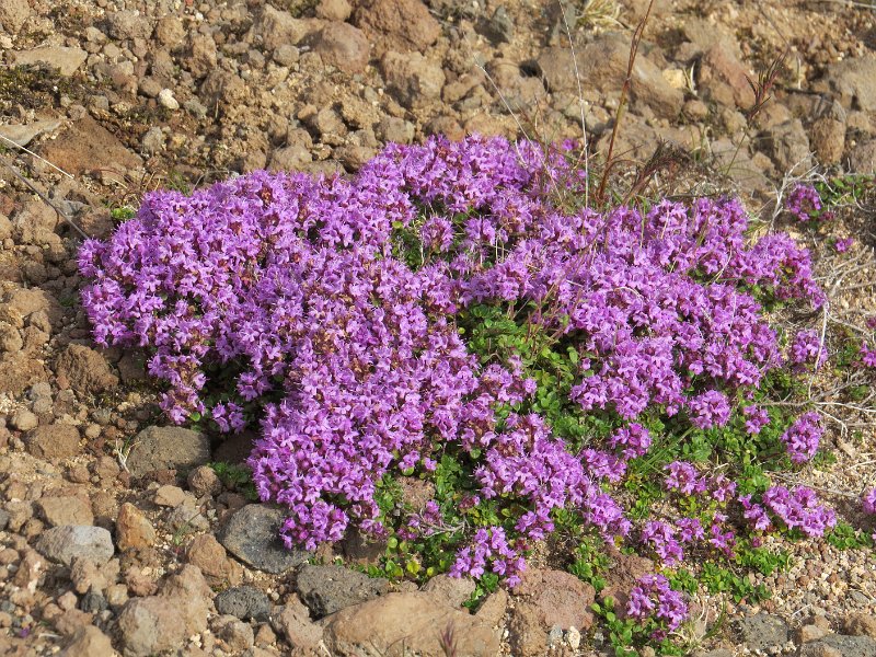 (113) Wild Thyme.JPG